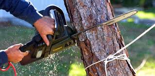 Best Tree Health Inspection  in North East, MD