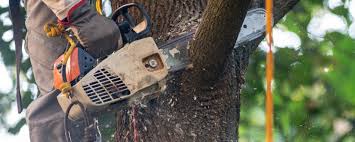 Best Fruit Tree Pruning  in North East, MD