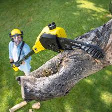 Best Tree and Shrub Care  in North East, MD