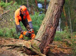 How Our Tree Care Process Works  in  North East, MD