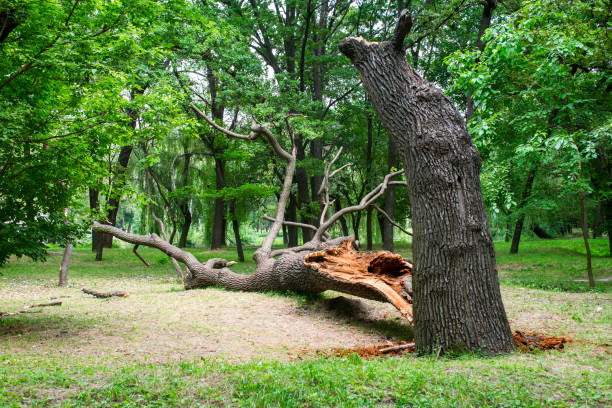 Best Stump Grinding and Removal  in North East, MD