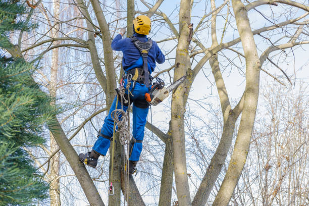 Best Tree Risk Assessment  in North East, MD