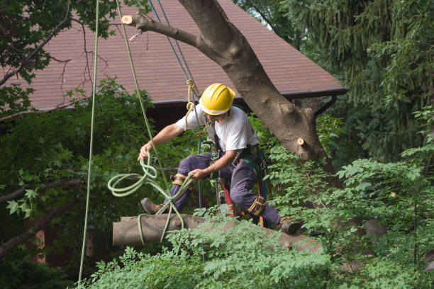 Best Hazardous Tree Removal  in North East, MD