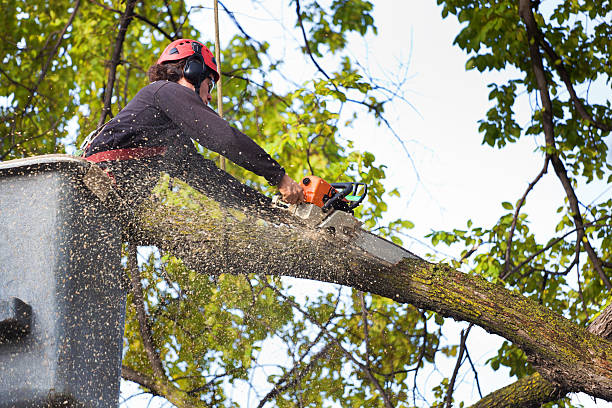 Best Tree Cabling and Bracing  in North East, MD