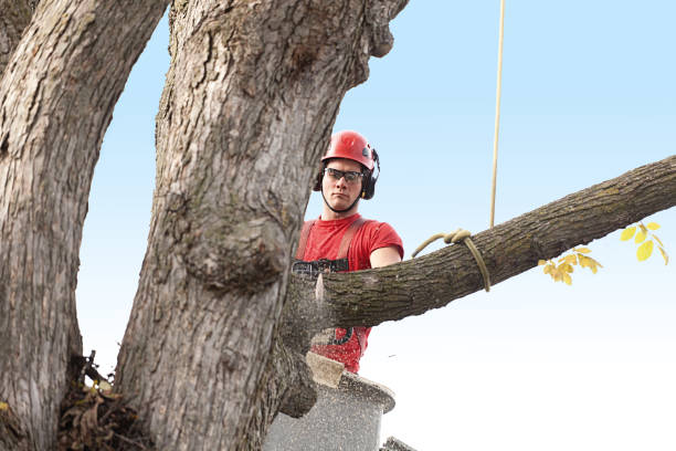 Best Tree Trimming and Pruning  in North East, MD